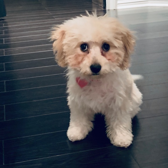 Meet your Posher, V - Picture 2 of 2